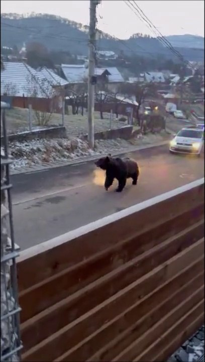 Un ours poursuivit par la police... Tellement drôle