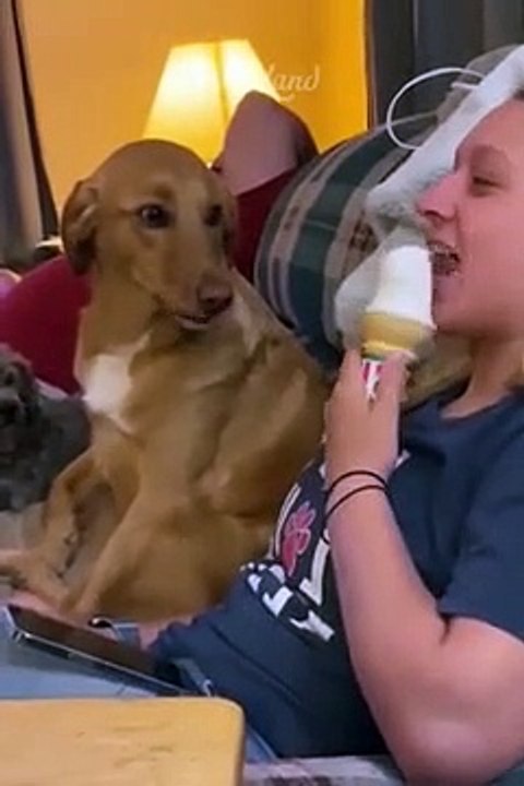 Funniest Animal 2023 -- Fun with Cats and Dogs ---- Part 25