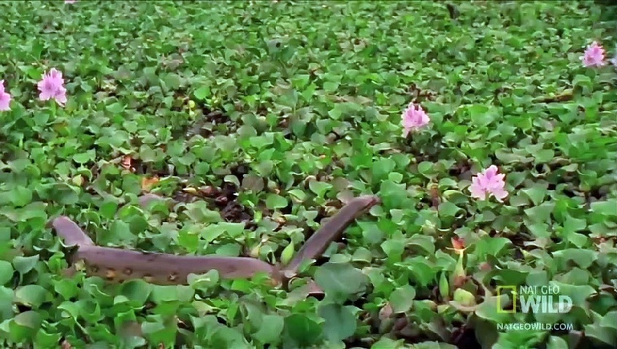 Anaconda Devours World's Largest Rodent   World's Deadliest