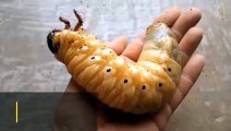 Watch a Hercules Beetle Metamorphose Before Your Eyes   Nat Geo Wild