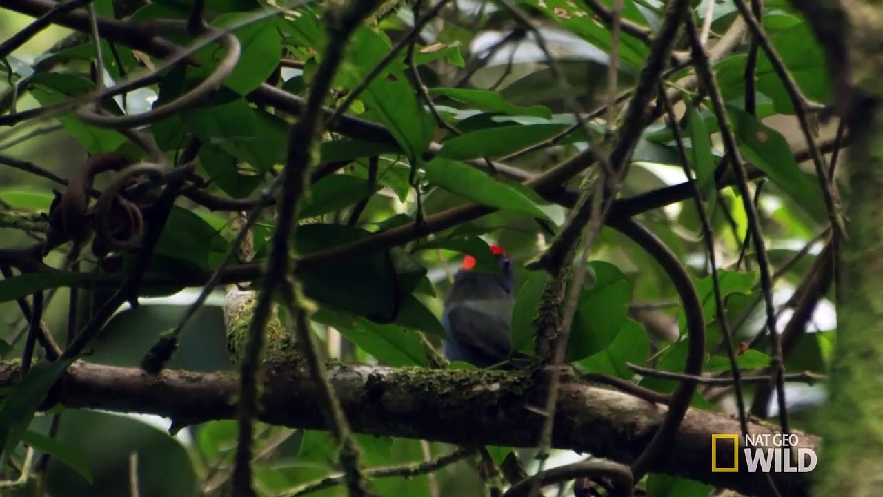 Welcome to Snake Island   Brazil