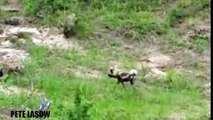 Wild Dogs vs Warthog vs Hyenas vs Lions - Wild Animal Attacks #27