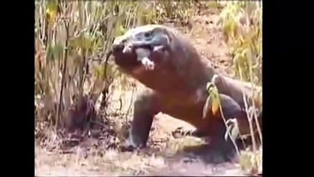 야생 동물의 공격 - 큰 전투 동물 리얼 전투 - 코모도 드래곤 공격