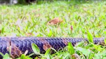the largest python snake Giant Anaconda - アマゾン川で発見された世界最大のヘビ - 最大パイソン蛇 ジャイアントアナコンダ