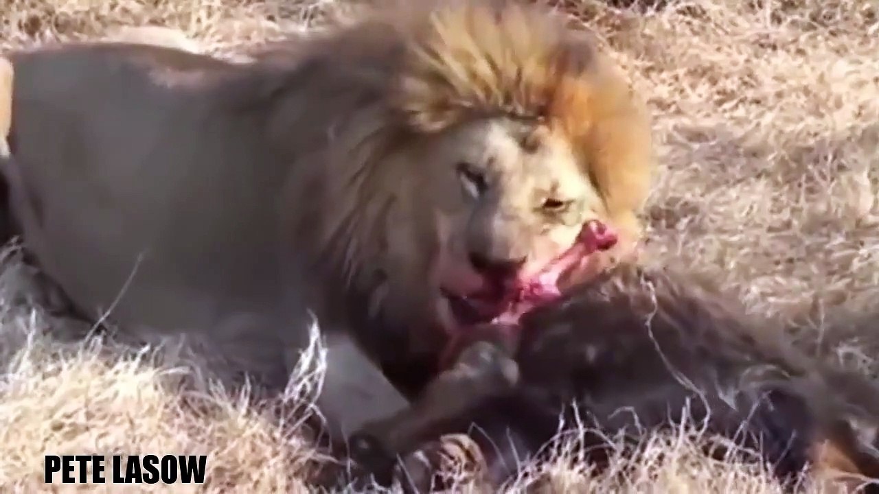 Lion vs Buffalo Fight To Death Lion Attacks Buffalo Real Fight - Wild Animal Attacks #28