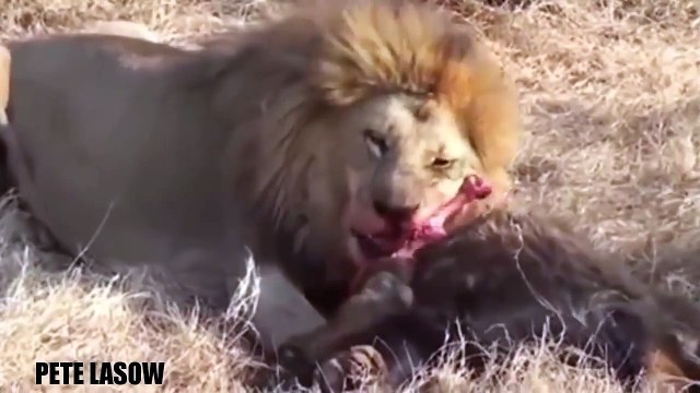 Lion vs Buffalo Fight To Death Lion Attacks Buffalo Real Fight - Wild Animal Attacks #28