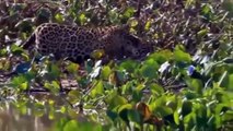 아나콘다 대 사자 대 치타 - 가장 놀라운 야생 동물의 공격