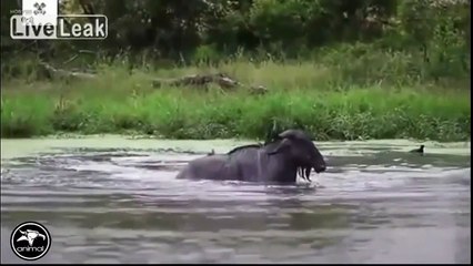 거대한 악어 공격 편집 - 세계의 다큐멘터리 2016 년 가장 큰 악어 (2)