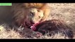 Lions vs Buffalo, Lion Attacks Giant Anaconda & Crocodile - Real Fight Most Amazing Animals Attack