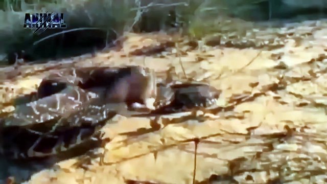 Lion vs Elephant, Crocodile vs Buffalo - Big Battle CRAZIEST Animals Fight Lion vs Anaconda #40 (2)