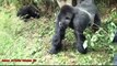 WoW! Most Shocking Gorilla Attacks on Human People Real Video   Wild Animal Attacks HD (3)