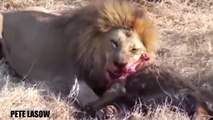 Lion vs Buffalo Fight To Death Lion Attacks Buffalo Real Fight - Wild Animal Attacks #28 (2)