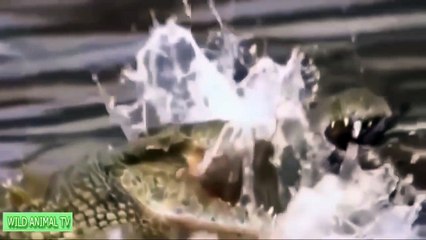 تمساح در مقابل بز کوهی، فیل، گنو، گورخر به مرگ شگفت انگیز ترین حیوانات وحشی حملات # 55 (2)