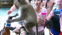 میمون در مقابل بشر تکان دهنده ترین شگفت انگیز حیوانات وحشی حم خنده دار فیلم ها سعی کنید به خنده 2016 (2)