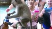 میمون در مقابل بشر تکان دهنده ترین شگفت انگیز حیوانات وحشی حم خنده دار فیلم ها سعی کنید به خنده 2016 (2)