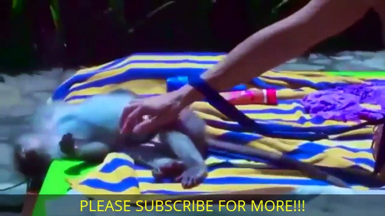 AMAZING Monkey Meeting Tourist #6 - Monkey Meeting With Visitor - Monkey Meeting Funny Videos (2)