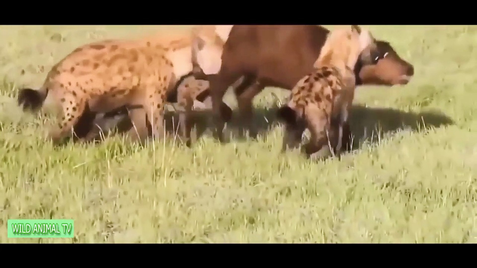 Gorilla vs Bear, Lion vs Buffalo, Big Baboon Attacks Crocodile Most Amazing  Wild Animal Attacks (3) - video Dailymotion