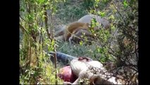 파이썬 대 사자 대 거대 아나콘다 대 타이거   놀라운 야생 동물의 공격 (2)