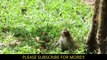 AMAZING Monkey Meeting Tourist #9 - Monkey Meeting With Visitor - Monkey Meeting Funny Videos (2)