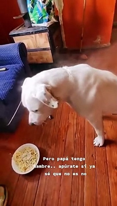 Steam Pours Off Dog After Bath