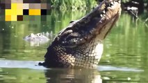 Amazing! Tiger, Lion, Leopard Come To The River Bank And Crocodile Is Lurking►Lion Vs Crocodile
