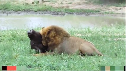 Brave Giraffe Kick Five Lion To Save Baby ► Crocodile Vs Lion, Leopard, Antelope