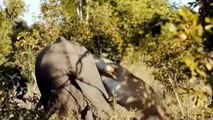 Buffalo Herd Rescue Baby From Male Lion Hunt, 1 Bufalo Vs 100 Lions