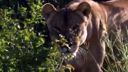 Buffalo Tortured Lion Catastrophically ►Lion King Failed To Control Buffalo