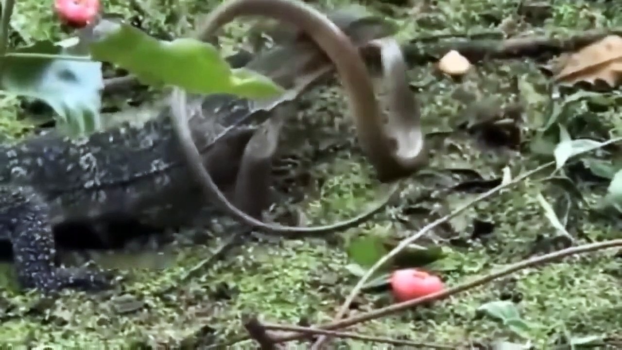 Fierce Battle Lion Vs Python ►Komodo Dragon Vs King Cobra, Tiger, Pig, Leopard, Wild Dog, Elephant