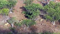 Fierce Lion King Attacks Cheetah To Save Impala - Cheetah vs Lion, Impala