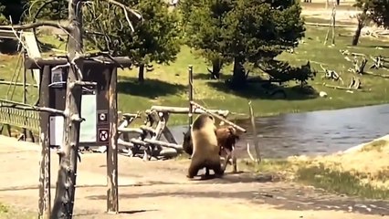 Mistake of Lions When Fighting Wildebeest ► Lion vs Wildebeest Vs Hyena ► Wild Animal Attacks