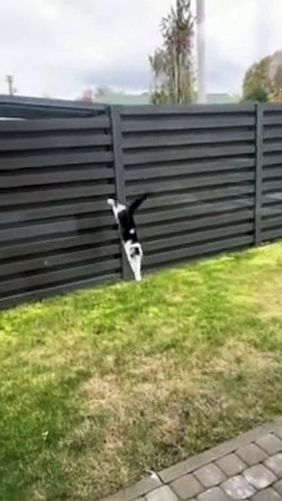 сute animals #2