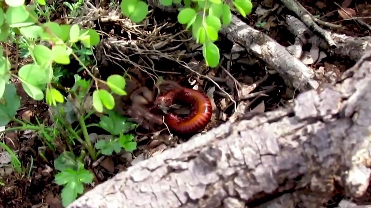 SOLIFUGE — the insatiable ripper that kills birds and mice! Camel spider vs lizard and scorpion!