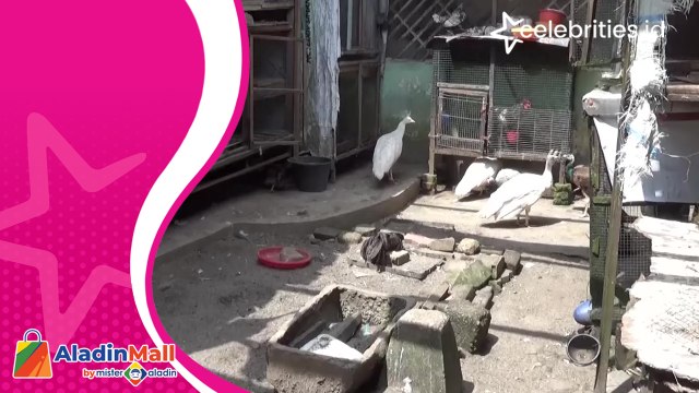Asyiknya Raih Cuan dari Budidaya Burung Merak, Harganya Mulai Rp10 Jutaan