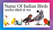 Birds Name _ Birds Name in Hindi and English _ Basic English Learning _पक्षियों के नाम,