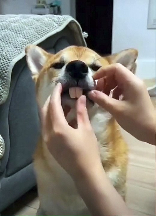 When a dog turns into a rabbit