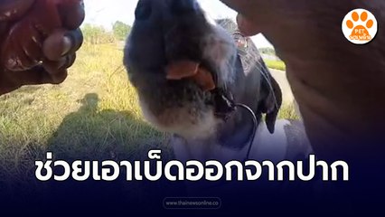 ขอบคุณที่ไม่ปล่อยผ่าน ขอบคุณที่ช่วยเหลือชีวิตน้อยๆ 1 ชีวิต ที่ไม่รู้อิโหน่อิเหน่