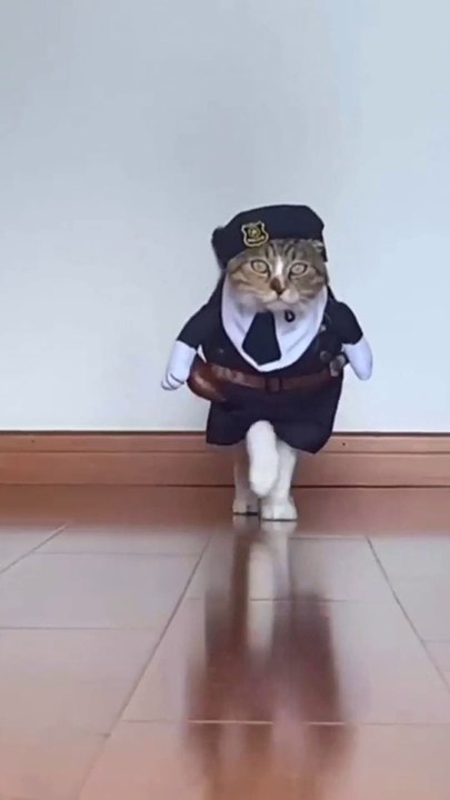 cat funny
