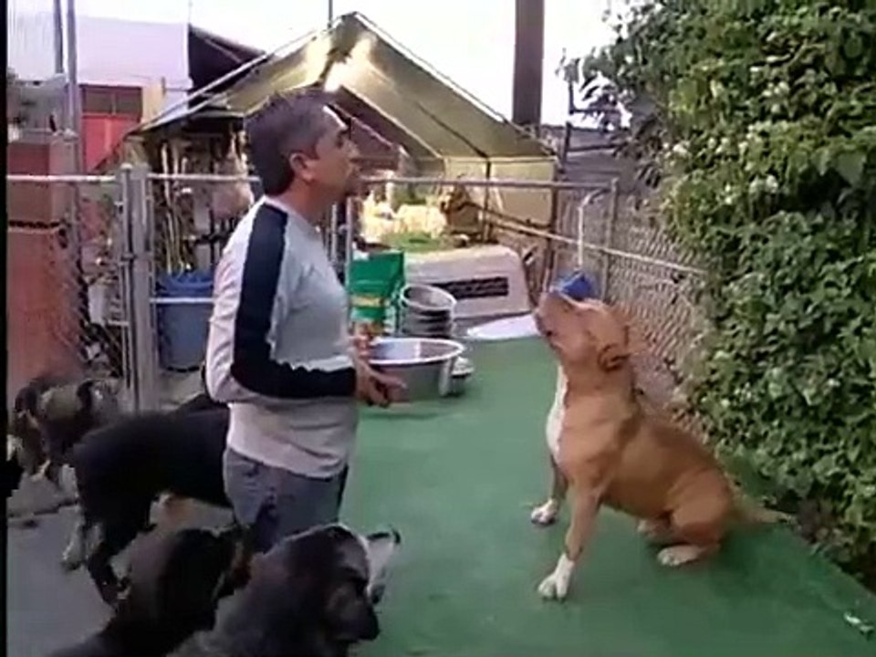 Dog Whisperer with Cesar Millan - Se1 - Ep01 HD Watch