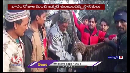 Rare Vulture Spotted At Kanpur _ Uttar Pradesh _ V6 News