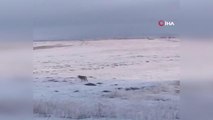 Karla kaplı arazide yiyecek arayan kurt böyle görüntülendi