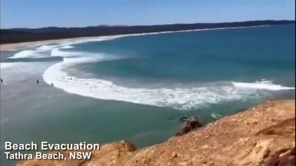 Tathra Beach shark sighting | January 9, 2023 | ACM Media