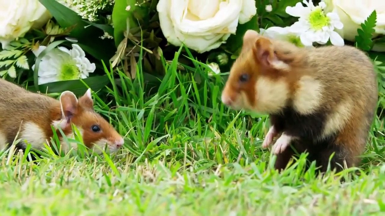 Seven Worlds, One Planet - Se1 - Ep05 - Europe HD Watch