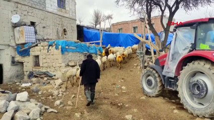 Annesinin reddettiği kuzu Nokta'yı elleriyle besliyor!
