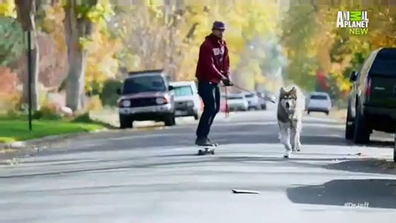 Dr. Jeff - Rocky Mountain Vet - Se1 - Ep06 HD Watch