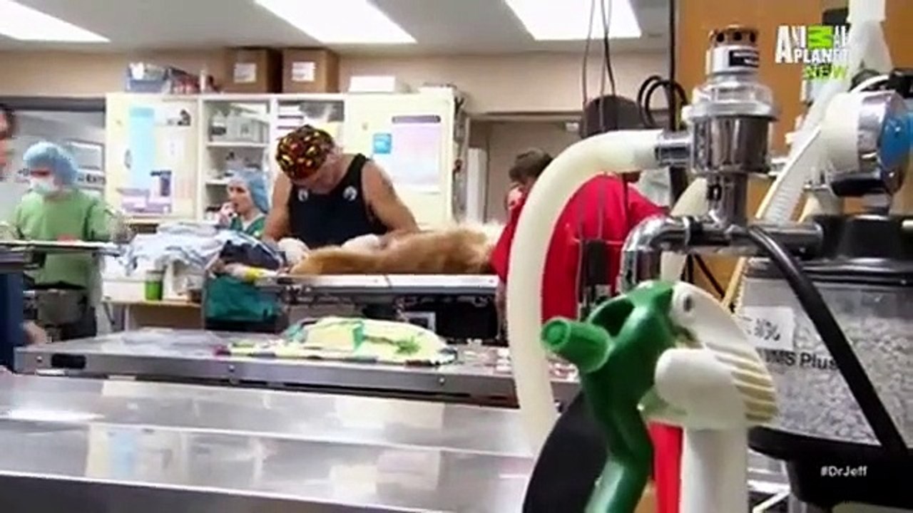 Dr. Jeff - Rocky Mountain Vet - Se1 - Ep09 HD Watch