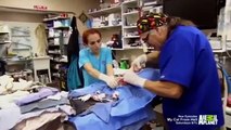 Dr. Jeff - Rocky Mountain Vet - Se2 - Ep05 HD Watch