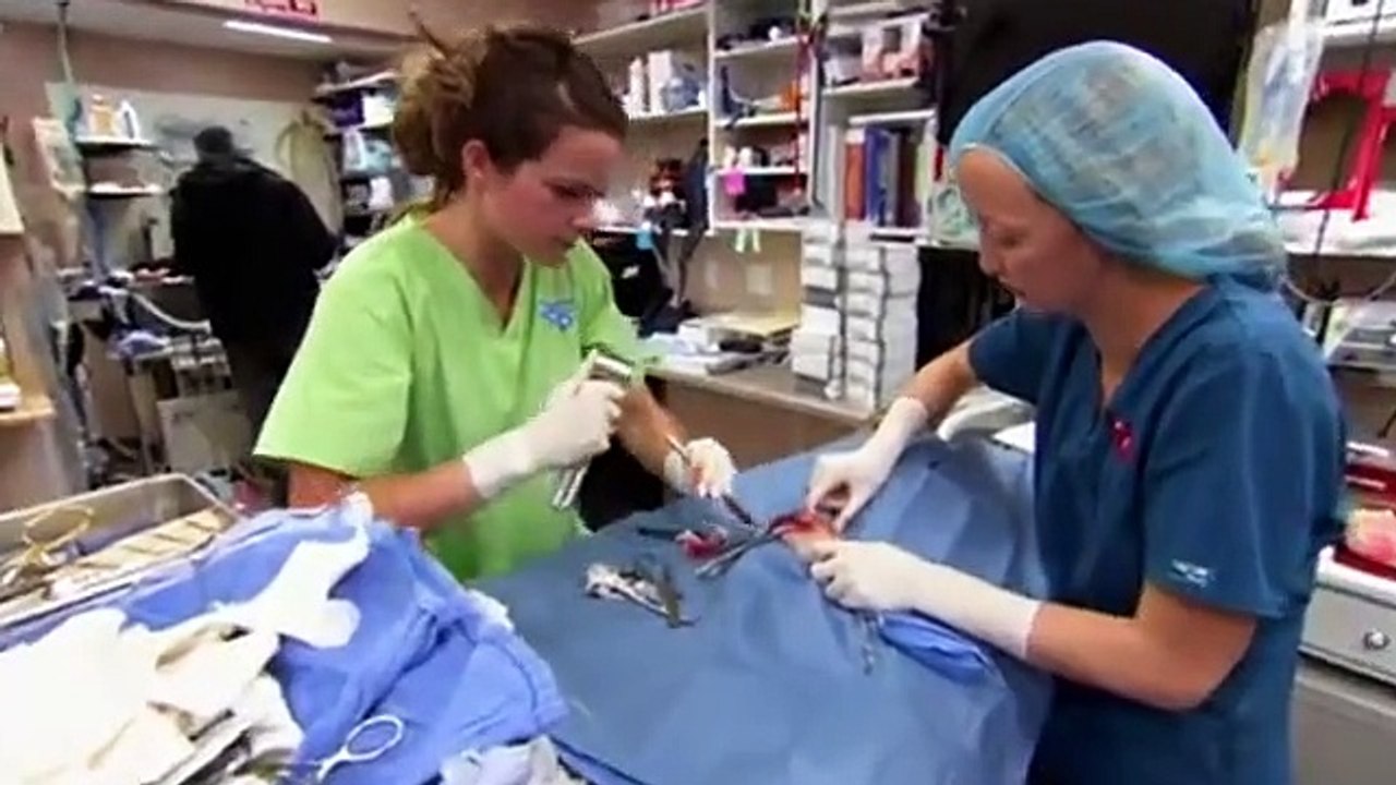 Dr. Jeff - Rocky Mountain Vet - Se2 - Ep09 HD Watch