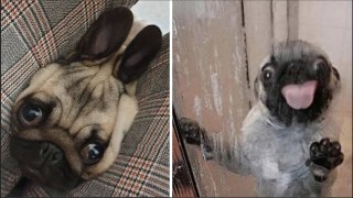 Made your day with these funny and cute Pug Puppy Videos Compilation | HaHa Animals