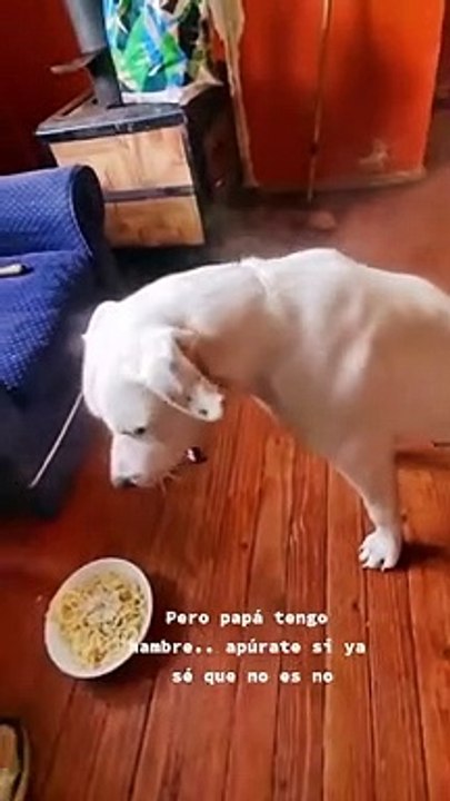 Steam Pours Off Dog After Bath